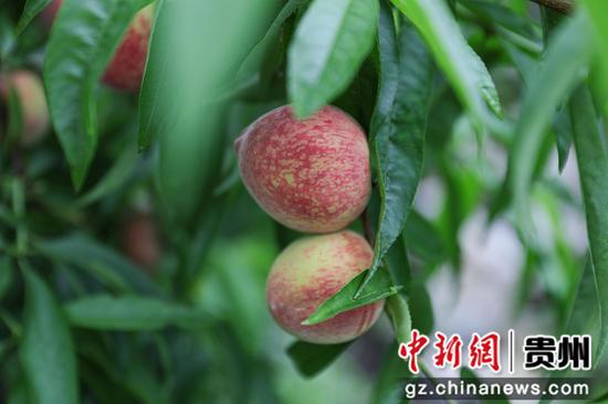 红彤彤的桃子挂满枝头,果香四溢 。廖槐花 摄 红彤彤的桃子挂满枝头,果香四溢 。廖槐花 摄