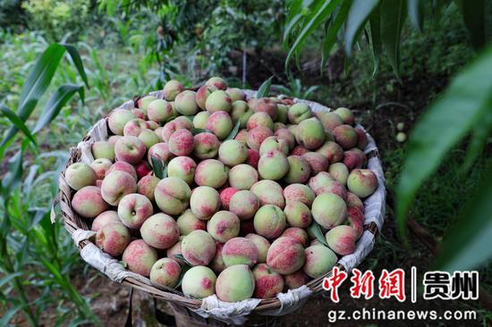 七星关区阴底乡马场村“桃花岛”上,红花桃成熟上市,村民将采摘好的桃子装框 。廖槐花 摄 七星关区阴底乡马场村“桃花岛”上,红花桃成熟上市,村民将采摘好的桃子装框 。廖槐花 摄