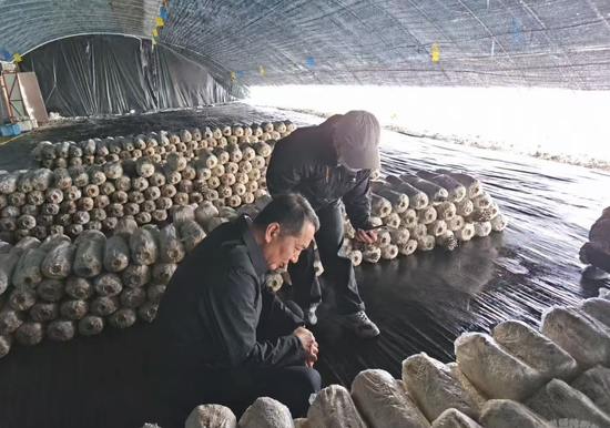 石河子大学农学院新疆特色食用菌资源创新团队在阿吾斯奇高寒牧场进行菌种驯化、本土秸秆配料。受访单位供图