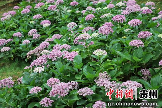 小微绿化地，小块新栽种的绣球花、蓝花鼠尾草等花开正艳。 陈扬摄