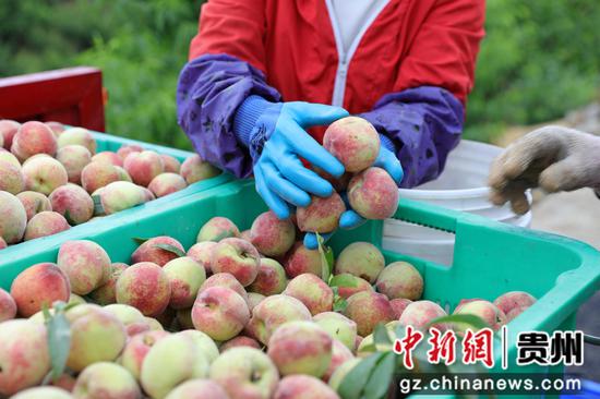 七星关区阴底乡马场村“桃花岛”上红花桃成熟上市 ,村民正在采摘 。廖槐花 摄 七星关区阴底乡马场村“桃花岛”上红花桃成熟上市 ,村民正在采摘 。廖槐花 摄