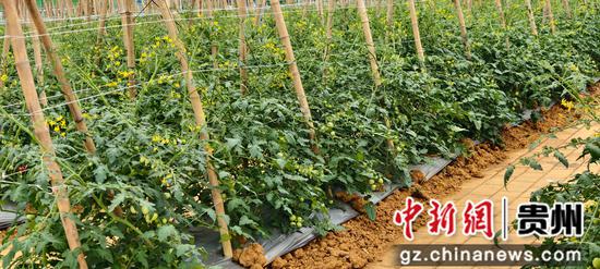 蘑力小镇汇农谷圣女果种植基地。