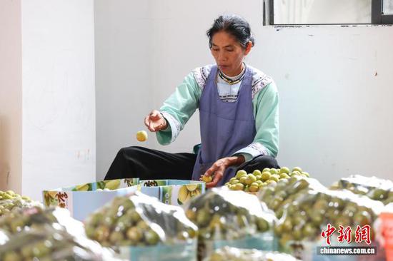6月15日，工人在镇宁县良田镇一分拣车间分拣蜂糖李。中新社记者 瞿宏伦 摄