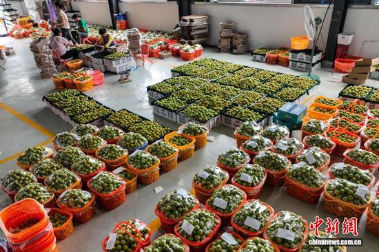 6月15日，工人在镇宁县良田镇一分拣车间分拣蜂糖李。时下，贵州省安顺市镇宁布依族苗族自治县种植的22.01万亩蜂糖李迎来集中上市期，当地民众忙于采摘、分拣、装箱蜂糖李供应市场。据悉，2026年该县蜂糖李挂果投产面积18.2万亩，预计鲜果产量7.7万吨、综合产值有望突破37亿元人民币。小小蜂糖李如今已成为“甜蜜”大产业，有效带动当地民众增收致富。（无人机照片）中新社记者 瞿宏伦 摄
