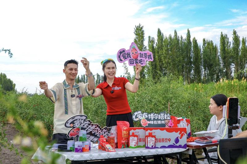 有的主播站在枸杞树丛间,一边采摘鲜红鲜果,一边大声吆喝介绍产品优势。 有的主播站在枸杞树丛间,一边采摘鲜红鲜果,一边大声吆喝介绍产品优势。