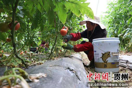 贵州九丰现代农业科技有限公司的种植基地 工人正在采摘西红柿。 邱雪 摄