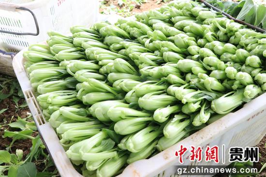 岔河镇双华村的蔬菜种植基地 分拣装框的蔬菜 。邱雪 摄