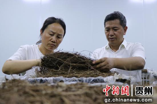七星关区天麻产业链中试车间  技术人员正在做实验。 刘娟 摄