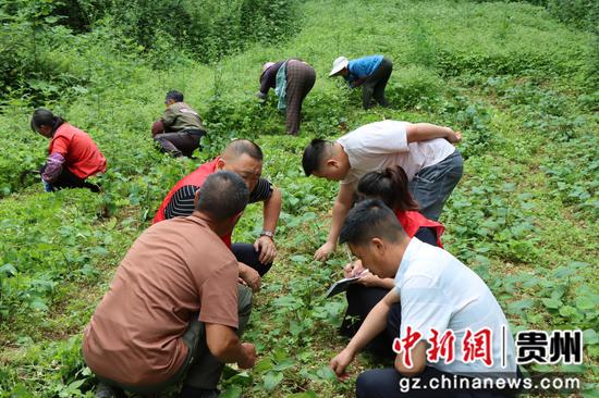 中药材蜘蛛香管护现场