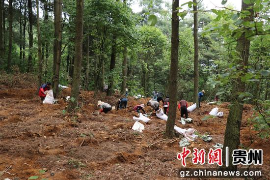 拱拢坪林场天麻种植基地 刘娟 摄