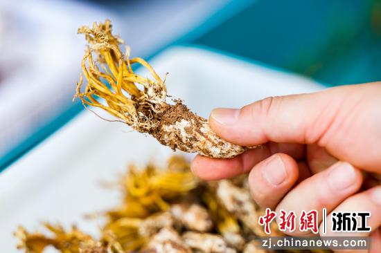 浙江安吉，本土特色农产品金蝉花。主办方供图