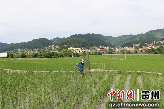 水稻管护