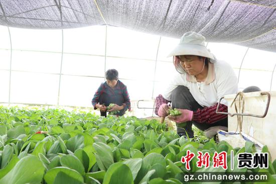 岔河镇双华村的蔬菜种植基地工人正在采收。 邱雪 摄