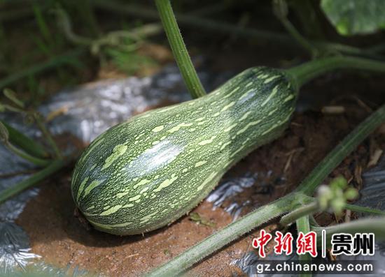 贵州黔西市钟山镇新强村700余亩奶油南瓜已开花结果。