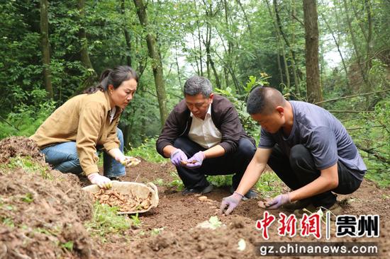 文阁乡安庆村天麻种植基地  技术人员与种植大户交流。  刘娟 摄