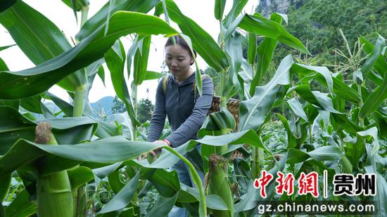 惠水县鲜食玉米迎来采收季
