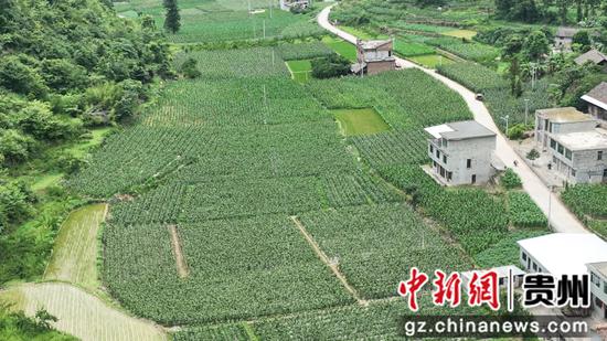 惠水县鲜食玉米迎来采收季
