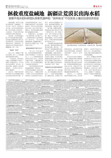 拯救重度盐碱地 新疆让荒漠长出海水稻