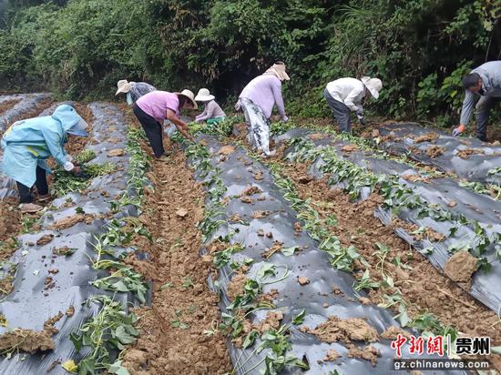 松桃普觉镇岑塘 村“商薯19”种植基地，村民抢季节忙移栽薯苗。