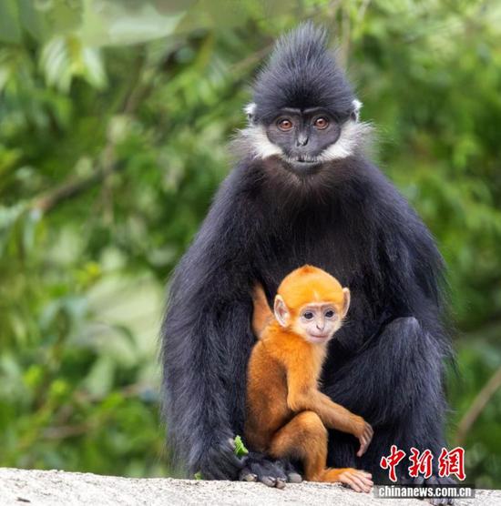 近日,在贵州省六盘水市水城区野钟黑叶猴自然保护区,今年降生的一只黑叶猴幼崽现身,通体浅黄的黑叶猴宝宝时而依偎在母猴怀中,时而在枝头攀爬嬉戏,憨态可掬、萌味十足。作为国家一级重点保护野生动物,黑叶猴种群繁衍极为不易,野钟黑叶猴自然保护区依托北盘江峡谷优越生态,多年严控巡护、修复栖息地,黑叶猴种群逐年稳定扩繁。 近日,在贵州省六盘水市水城区野钟黑叶猴自然保护区,今年降生的一只黑叶猴幼崽现身,通体浅黄的黑叶猴宝宝时而依偎在母猴怀中,时而在枝头攀爬嬉戏,憨态可掬、萌味十足。作为国家一级重点保护野生动物,黑叶猴种群繁衍极为不易,野钟黑叶猴自然保护区依托北盘江峡谷优越生态,多年严控巡护、修复栖息地,黑叶猴种群逐年稳定扩繁。
