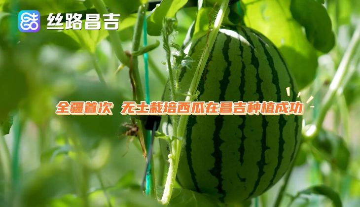 全疆首次！无土栽培西瓜在昌吉试种成功
