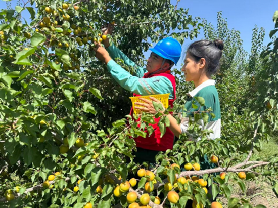 国网英吉沙县供电公司乌恰供电所员工奥斯曼·图尔荪帮助当地杏户采摘鲜杏，以暖心服务护航杏产业提质增效。