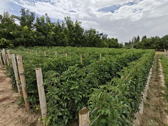色格孜库勒乡西红柿种植基地。