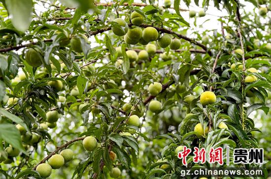 蜂糖李硕果满枝头。张奎 摄