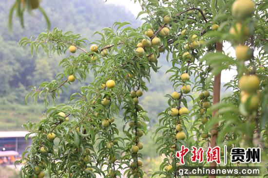 圆润饱满的蜂糖李挂满枝头