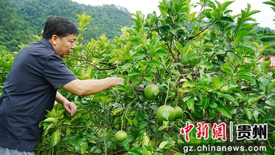 刘寿军在指导农户管护。向美玲 摄