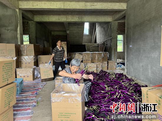龙泉市小梅镇孙坑村老人对田间采收的龙泉茄集中分拣打包。管莹莹 摄 龙泉市小梅镇孙坑村老人对田间采收的龙泉茄集中分拣打包。管莹莹 摄