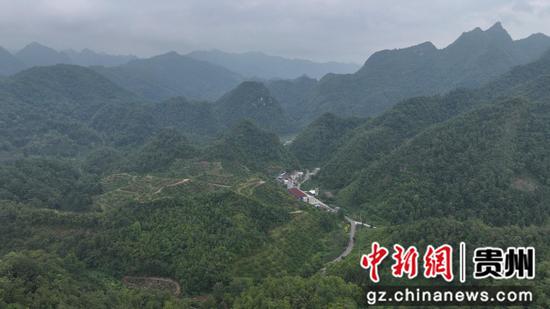 逢亭镇三龙蜂糖李种植专业合作社果园