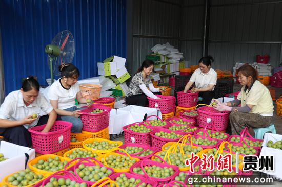 果农正在分拣蜂糖李
