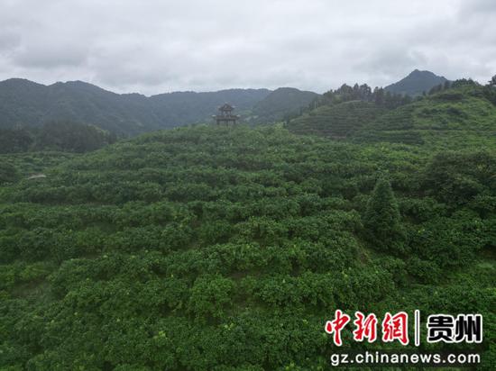 思州柚基地一角。邹小朋 摄