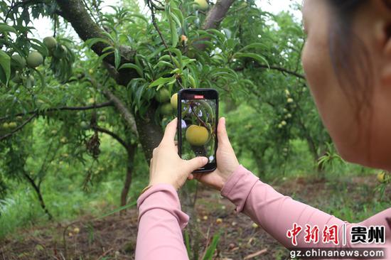 独山县百泉镇朵罗村种植的蜂糖李。