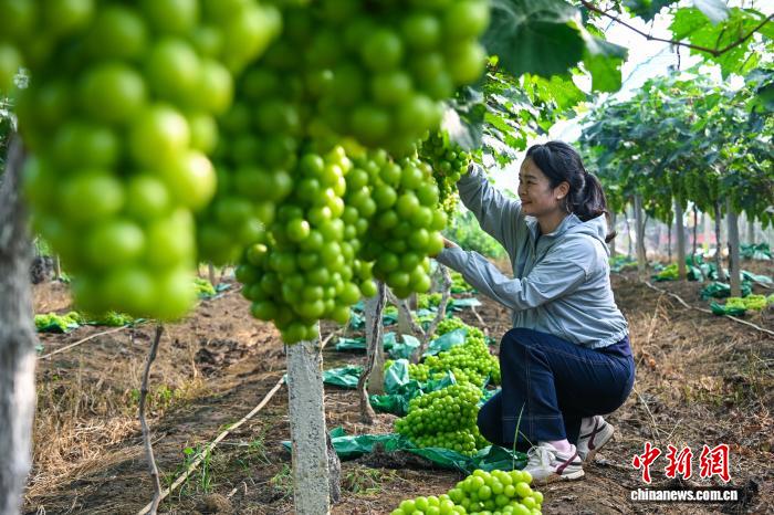 广西南宁：“阳光玫瑰”葡萄迎丰收 “阳光产业”促民增收致富