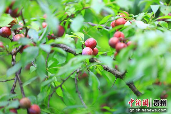 剑河县柳川镇镇江村秧李挂满枝。杨洁茹 摄 剑河县柳川镇镇江村秧李挂满枝。杨洁茹 摄