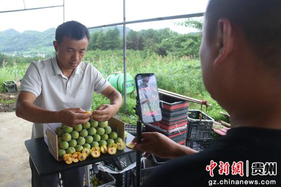独山县百泉镇朵罗村种植的蜂糖李。