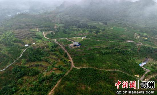 独山县百泉镇朵罗村种植的蜂糖李。