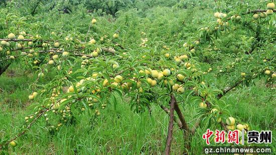 独山县百泉镇朵罗村种植的蜂糖李。