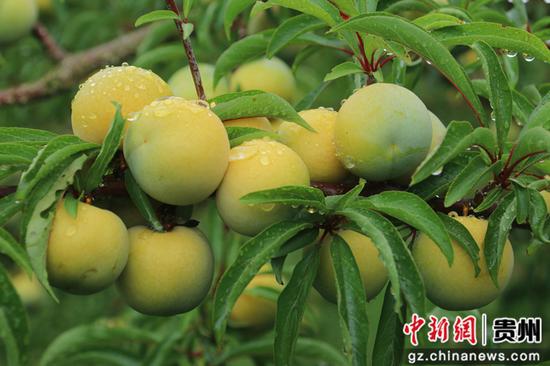 独山县百泉镇朵罗村种植的蜂糖李。
