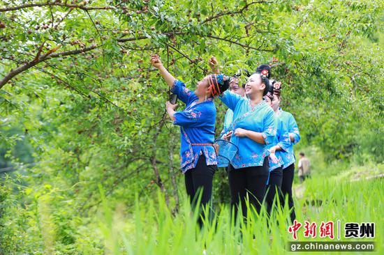 在剑河县柳川镇镇江村,村民在采摘秧李。杨洁茹 摄 在剑河县柳川镇镇江村,村民在采摘秧李。杨洁茹 摄