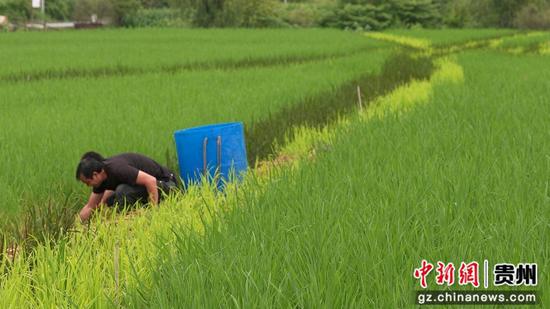 村民正在放养鱼苗