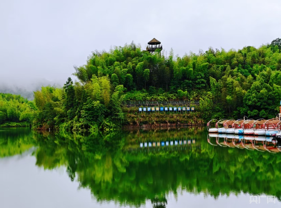 千重翠浪环抱青山，赤水连片竹海满目青绿（央广网记者栾小琳 摄）