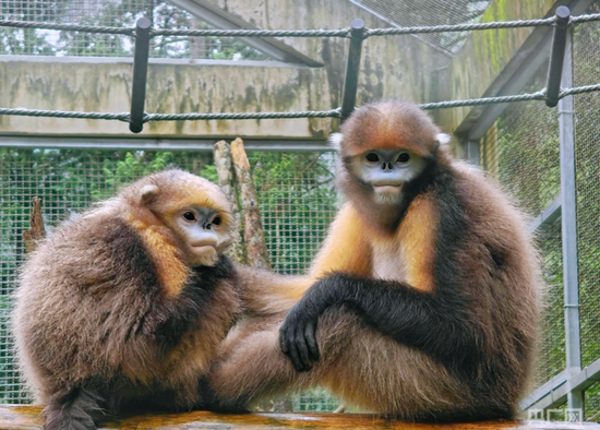黔金丝猴茁壮成长彰显生物多样之美（央广网记者 栾小琳 摄）