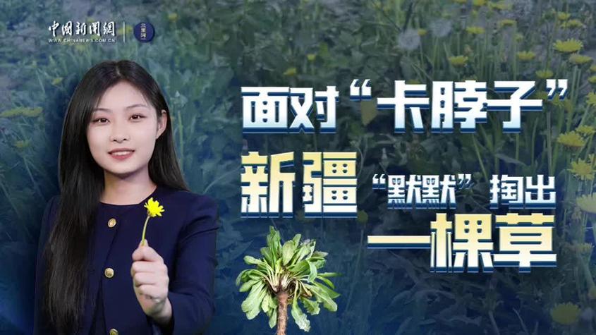 面对“卡脖子”，新疆“默默”掏出一棵草