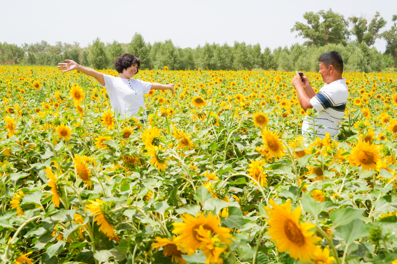 6月24日，居民在尉犁县孔雀河畔一片观光向日葵里打卡拍照。汪志鹏摄