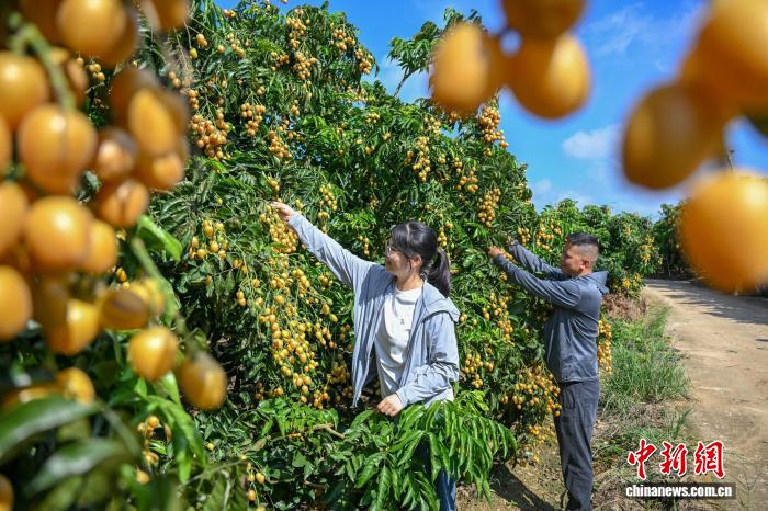 广西南宁黄皮果迎丰收：金黄“染”枝头 果香飘满村