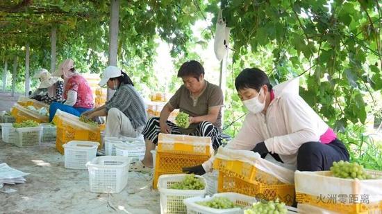 工人正在将采摘的葡萄装箱。许艳宏 摄
