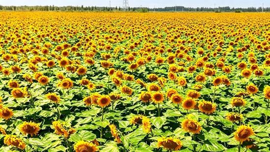 一望无际的金色花田连绵铺展。陈千祥 摄